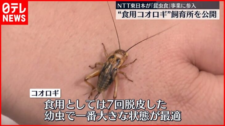 【食用コオロギ】NTT東日本「昆虫食」事業に参入  飼育所を公開