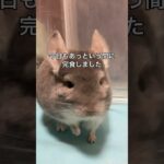 健康食シリーズ　チンチラはクセの塊パクチーを食べるのか＃chinchilla＃チンチラ＃shorts