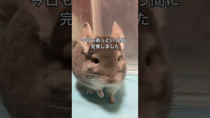 健康食シリーズ　チンチラはクセの塊パクチーを食べるのか＃chinchilla＃チンチラ＃shorts