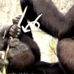 呷百二想跟阿母分食🤣🤣#gorilla #Djeeco Family| #ゴリラ|Taipei zoo#金剛猩猩 #jabali #Ringo|20230108-21