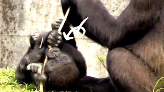 呷百二想跟阿母分食🤣🤣#gorilla #Djeeco Family| #ゴリラ|Taipei zoo#金剛猩猩 #jabali #Ringo|20230108-21