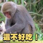 餓壞了？玉山塔塔加台灣獼猴撿食遊客丟棄的塑膠袋