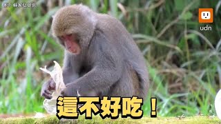 餓壞了？玉山塔塔加台灣獼猴撿食遊客丟棄的塑膠袋