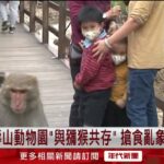 家長憂心！ 壽山動物園「與獼猴共存」 搶食亂象孩童嚇哭