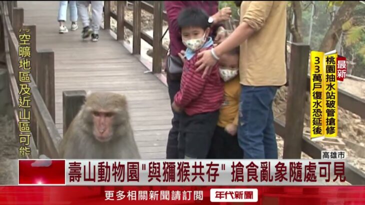 家長憂心！ 壽山動物園「與獼猴共存」 搶食亂象孩童嚇哭