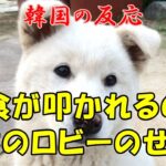 【韓国の反応】犬食が叩かれるのは日本のロビーのせい？【韓国人の反応・海外の反応】