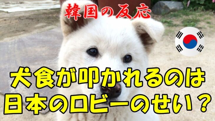 【韓国の反応】犬食が叩かれるのは日本のロビーのせい？【韓国人の反応・海外の反応】