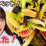 【食虫植物】新しいペットは虫を食べる食虫植物？！何これ❗️【ハエトリソウ】