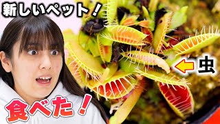 【食虫植物】新しいペットは虫を食べる食虫植物？！何これ❗️【ハエトリソウ】