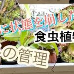 夏に状態を崩した、食虫植物の冬の管理