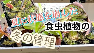 夏に状態を崩した、食虫植物の冬の管理