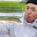 【連発】ウグイが冬のモンスター魚に食われまくる、、、