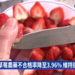 日草莓屢次農藥超標　食藥署:已接獲改善報告｜華視新聞 20230205