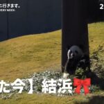 パンダは○食動物？【たった今】アドベンチャーワールド、結浜🎀【毎週パンダ2023/02/11】Panda just now,cute panda video