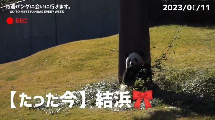 パンダは○食動物？【たった今】アドベンチャーワールド、結浜🎀【毎週パンダ2023/02/11】Panda just now,cute panda video