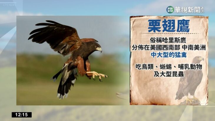 鮮蝦料理香味撲鼻　老鷹飛進餐廳搶食｜華視新聞 20230212