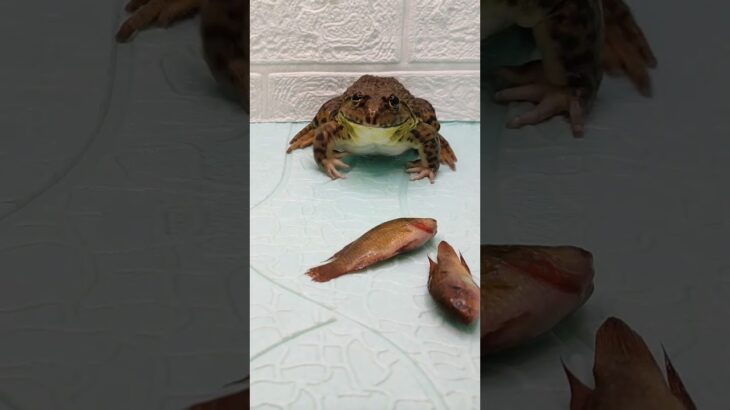 #青蛙捉魚食（32）#Asian bullfrog catches fish for food @lamyuntalking3889