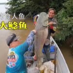 用4斤的食人魚當誘餌，就能釣到100多斤的巨型鯰魚，這也太爽了！