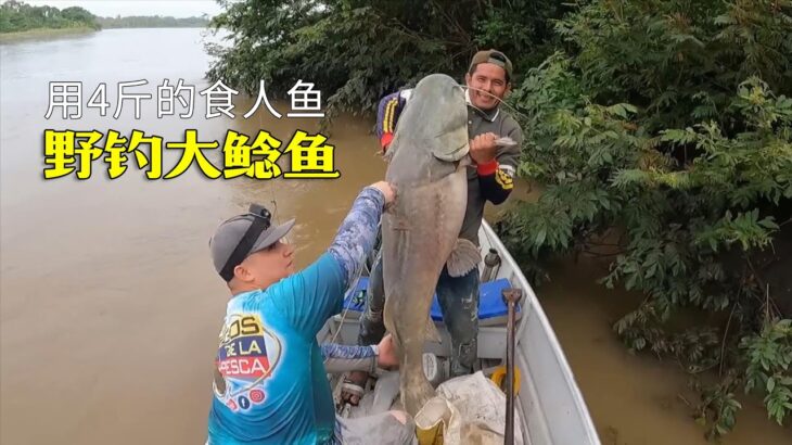 用4斤的食人魚當誘餌，就能釣到100多斤的巨型鯰魚，這也太爽了！