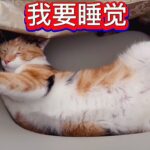 我家貓咪🐱Bobo 说：我要睡觉！【休闲煮食】#貓咪🐱