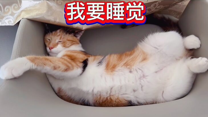 我家貓咪🐱Bobo 说：我要睡觉！【休闲煮食】#貓咪🐱