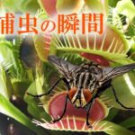 食虫植物 ハエトリソウ 捕虫の瞬間 / Carnivorous Plants Venus Flytrap