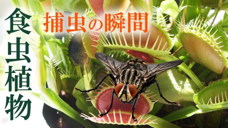 食虫植物 ハエトリソウ 捕虫の瞬間 / Carnivorous Plants Venus Flytrap