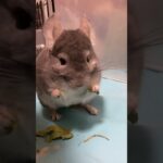 健康食シリーズ　ソバの葉を三刀流で食べるチンチラ＃chinchilla＃チンチラ＃shorts