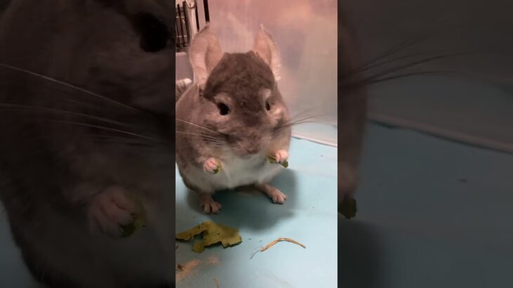 健康食シリーズ　ソバの葉を三刀流で食べるチンチラ＃chinchilla＃チンチラ＃shorts