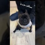 ビジネスパートナーです♡ #フレンチブルドッグ #frenchbulldog #フレブル #進行性脊髄軟化症 #dogs #dog