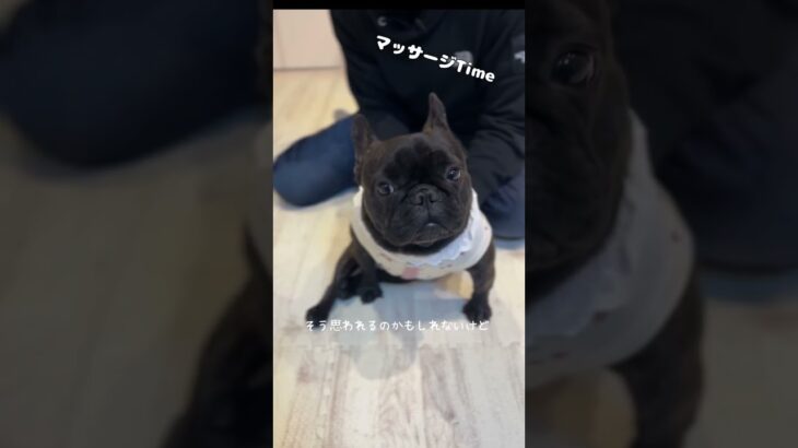 ビジネスパートナーです♡ #フレンチブルドッグ #frenchbulldog #フレブル #進行性脊髄軟化症 #dogs #dog