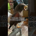 老鷹吐食繭，準備吃下一餐啦！波氏家族popofamily #猛禽 #鷹 #可愛