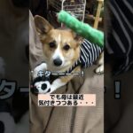 もしかして、ただのビジネスパートナーだったの⁉️#shorts #犬 #犬のおもちゃ #怒る#お気に入り