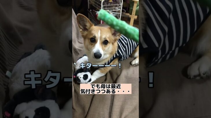 もしかして、ただのビジネスパートナーだったの⁉️#shorts #犬 #犬のおもちゃ #怒る#お気に入り