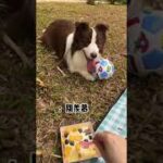 鱼仔：你这护食太严重了吧…#豆柴   #豆柴狗粮  #吃豆柴猫狗肠胃好