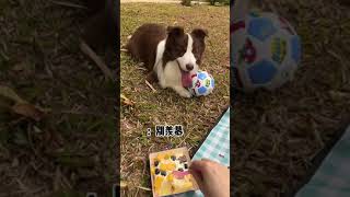 鱼仔：你这护食太严重了吧…#豆柴   #豆柴狗粮  #吃豆柴猫狗肠胃好