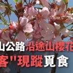 阿里山公路沿途山櫻花綻放   ＂嬌客＂現蹤覓食【央廣新聞】