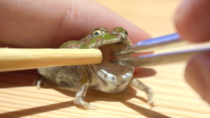 【カエル】このままでは死んでしまうかも知れません…