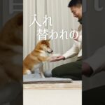 柴犬こむぎの「食」へのこだわり