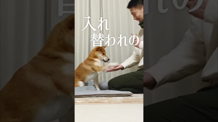 柴犬こむぎの「食」へのこだわり