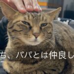 てんちゃん、実はビジネス凶暴猫でした