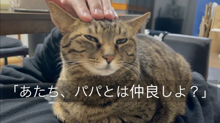 てんちゃん、実はビジネス凶暴猫でした