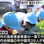 「甘い」「おいしい」食育を体験通して学ぶ　園児がキャベツの収穫に挑戦＝静岡・菊川市