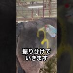 【食育】牛を出荷する動画