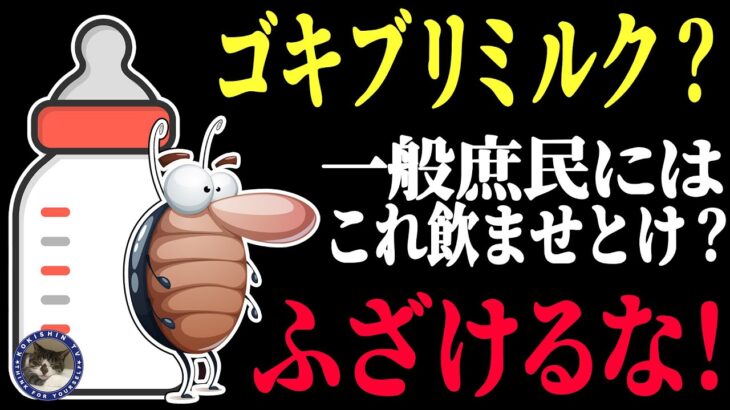 【昆虫食】あなたは自分の子供にゴキブリミルクを飲ませますか？　＃166