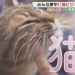 【オカネのヒミツ】市場規模約2兆円の猫ビジネス「ネコノミクス」が拡大中！　猫の手触りを追求した商品や”印鑑に隠れる猫”も…【報道ランナー】