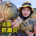 在法国抓扇贝，30只巨大扇贝轻松捡，黄油蒜香海鲜美味！| 法国 | 赶海 | 扇贝 | 户外 | 海鲜 | 美食 |