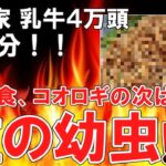 【 ゆっくり解説)悲報！昆虫食コオロギ の次は虻のイモ虫 酪農家 最大4万頭の乳牛の殺処分！！…「最終的にゴキブリ食わそうと」【ゆっくり ）