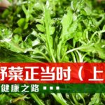 巧食4种野菜 春季养生不发愁！20230304 春食野菜正当时（上）|《健康之路》CCTV科教