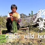 春季食百草，阿嬷摘4种野菜做美味，嫩绿清香酸辣下饭丨edible wild herbs【闽湖阿嬤FujianGrandma】